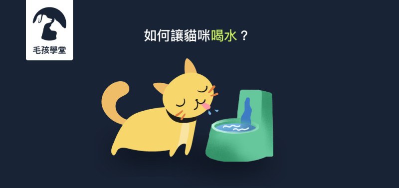 貓咪每天要喝多少水才夠呢？貓咪喝水量計算公式與補水方式評比